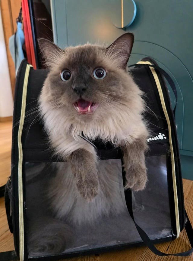 He's thrilled to take a walk!