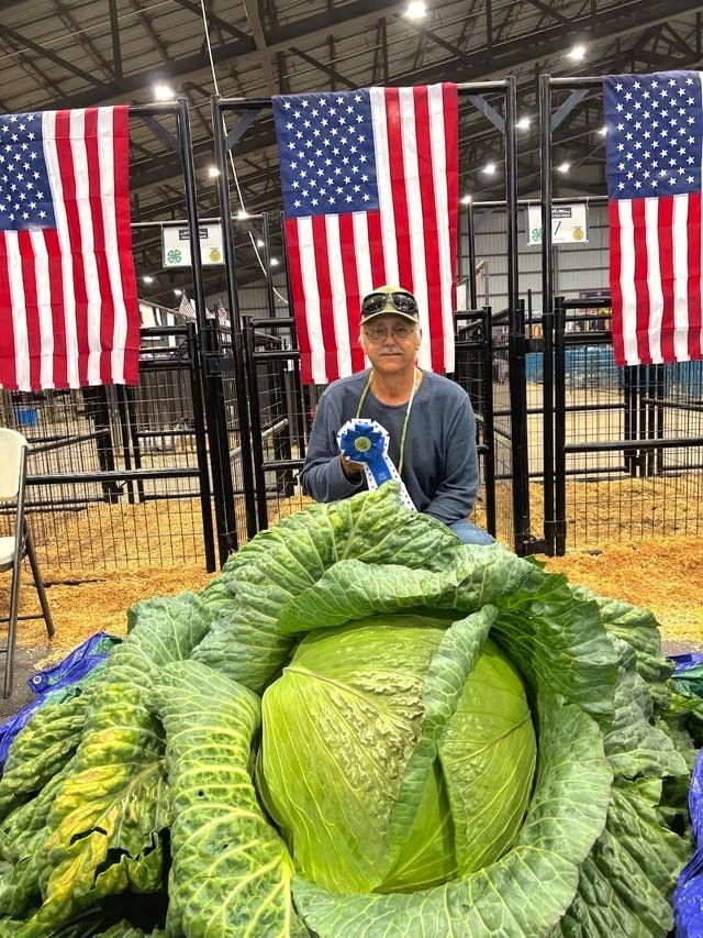 about a cabbage