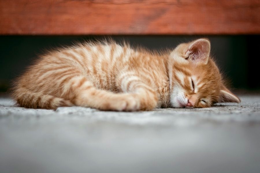 Mother cat hurried her kittens to a veterinary hospital. Doctors cared for them as patients.