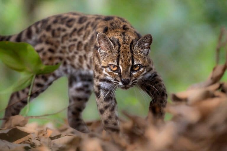 A recently discovered cat species could be the first of many more to come.