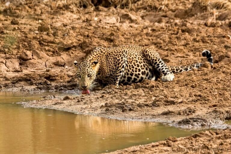 As Sri Lanka's water sources diminish due to drought, poisoning endangers wildlife.