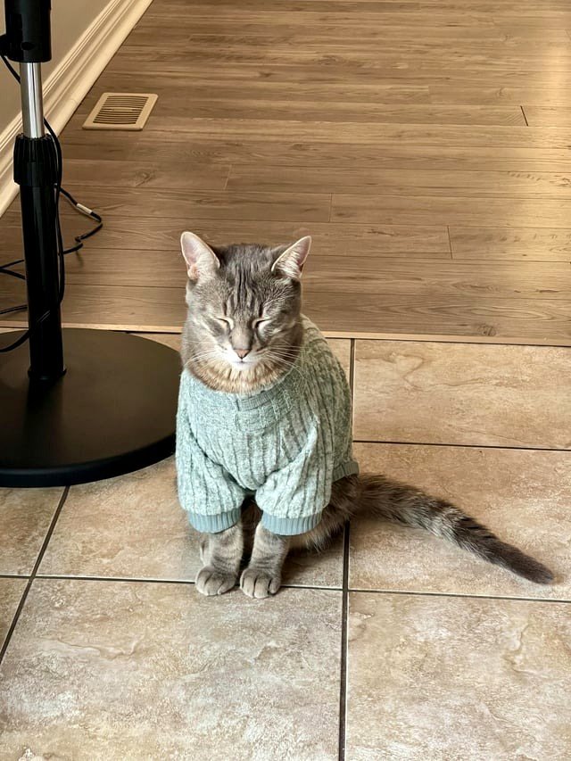 It's been just over two years since he passed - I still think about my cat.