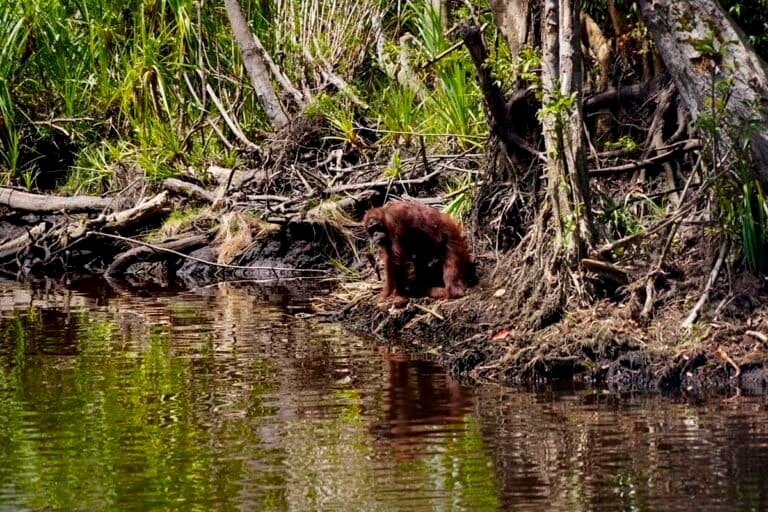 With fires advancing in Indonesia, Bornean orangutans have no forest left to escape to.