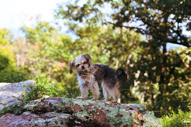Four-pound hiking companion