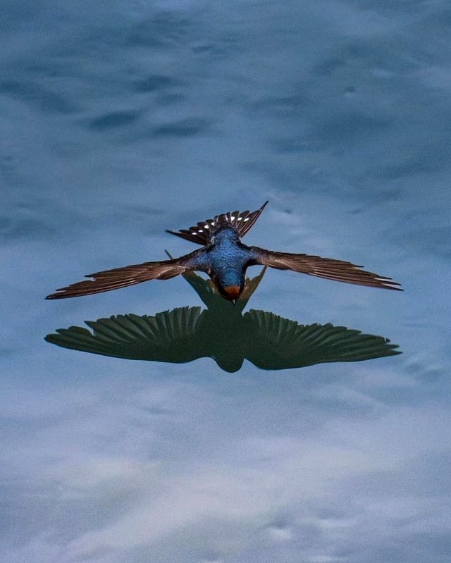 Swallow bird / warou spotted in Auckland, New Zealand