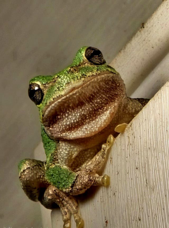 Frog relaxing next to a light