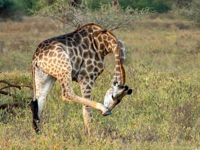 Giraffe in Zimbabwe with a Scratchy Nose