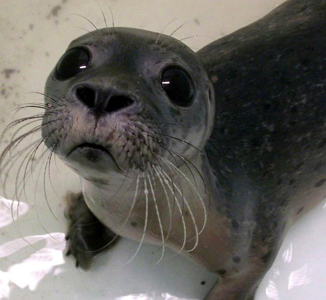 Can this sea pup squeeze in?