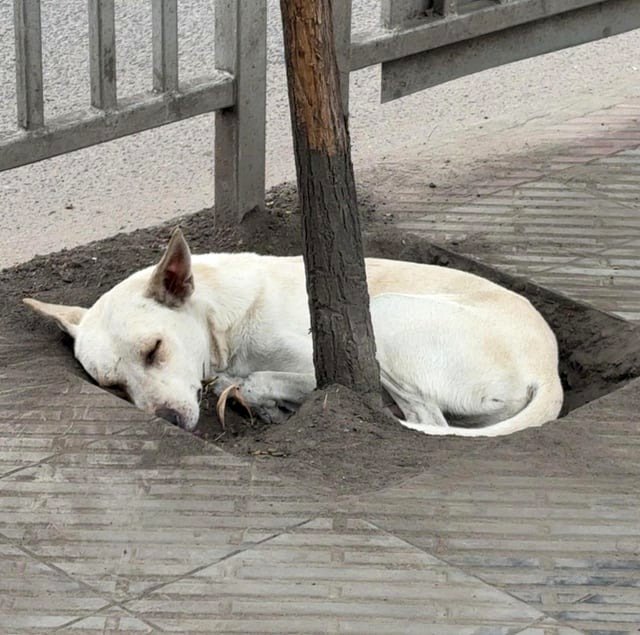 Dog discovered a warm and comfortable spot to rest [OC]