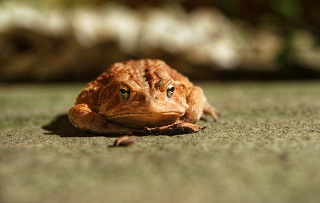 Toad hunting beneath the lights