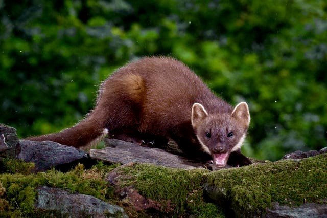 An evening with Pine Martens 🏴󠁧󠁢󠁳󠁣󠁴󠁿