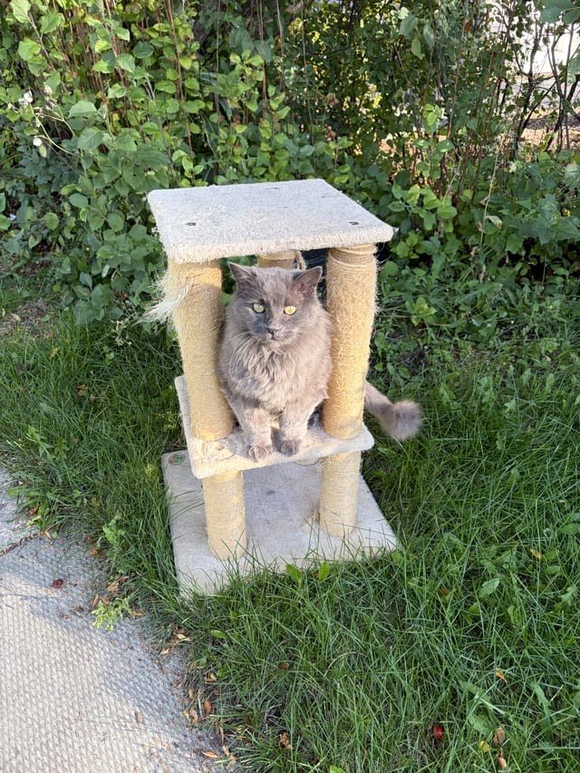 Came home to find this. I don’t have a cat.