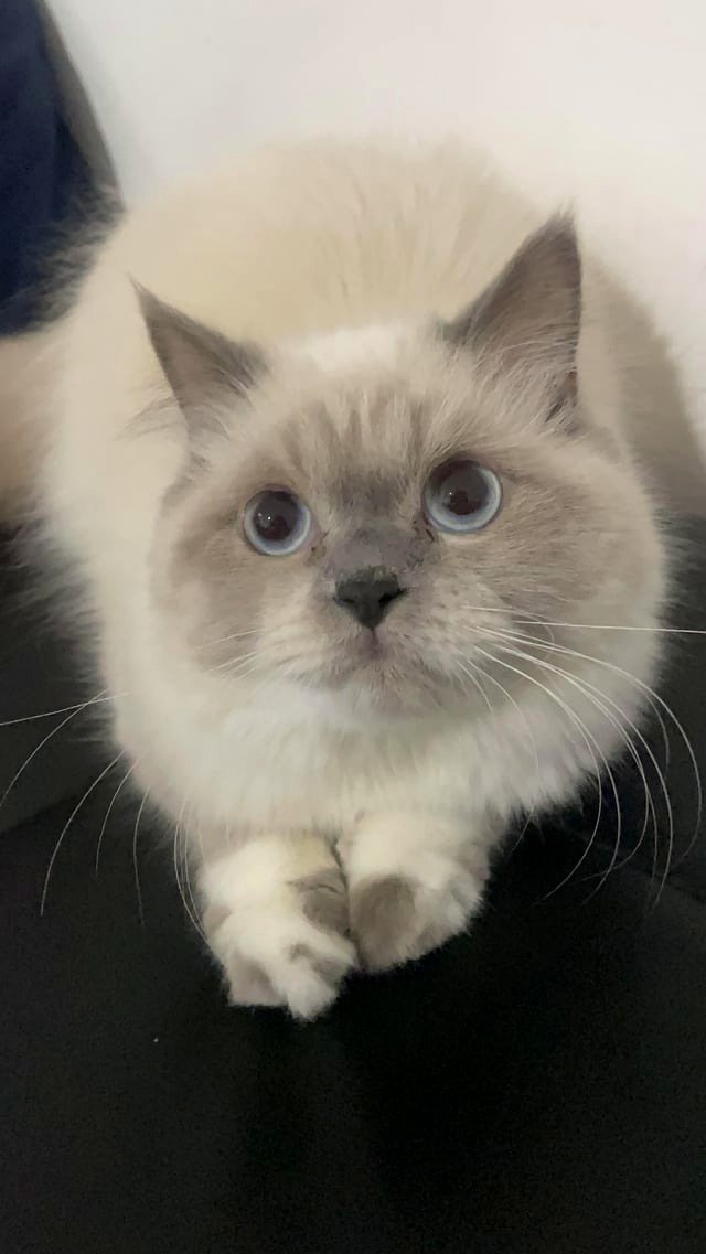 her tiny paw is adorable ^^