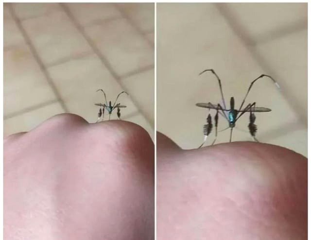 about a mosquito