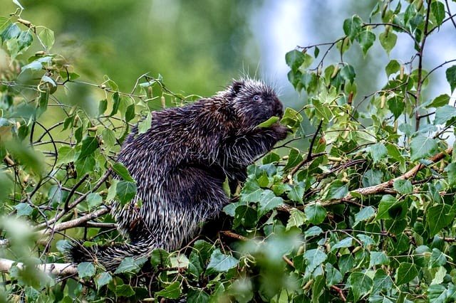 Porcupine at Acadia National Park