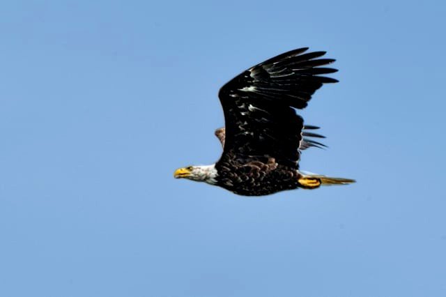 The iconic Bald Eagle soaring through the sky.