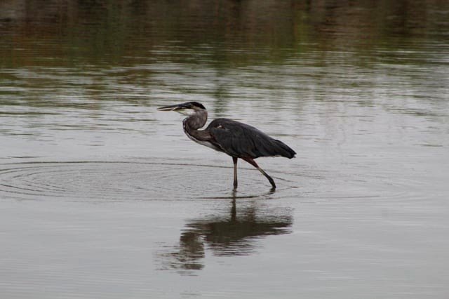 great blue herons are stunning
