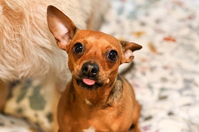 This dog was given to me at a Walmart three years ago.