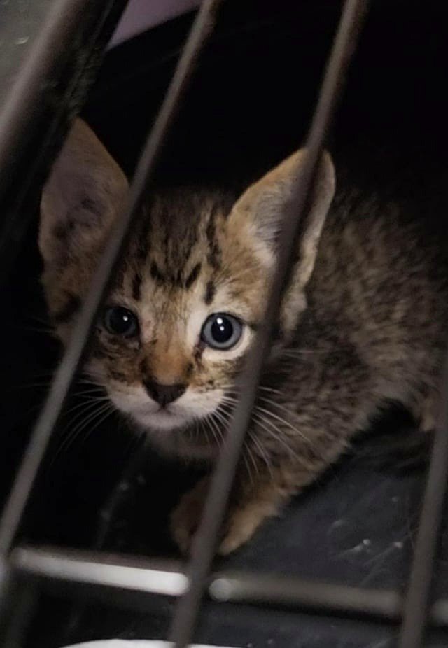 Discovered this tiny baby in my workplace parking lot this morning, concealed under a work van.