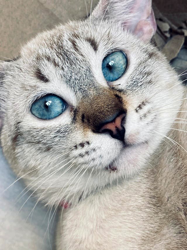 Her eyes resemble two clear sapphires reflecting the tranquility of a peaceful sea.