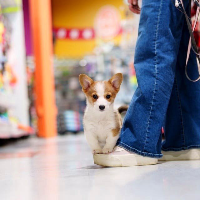 Hi, I'm just going to stay here and be adorable. (11wks)