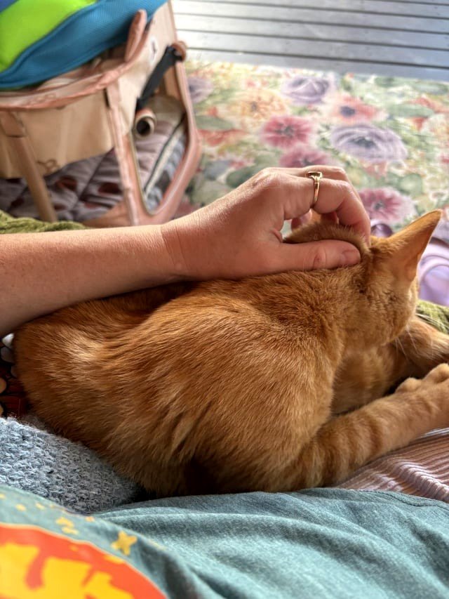 Isaac The Porch Cat Update - It's Time for a Neuter