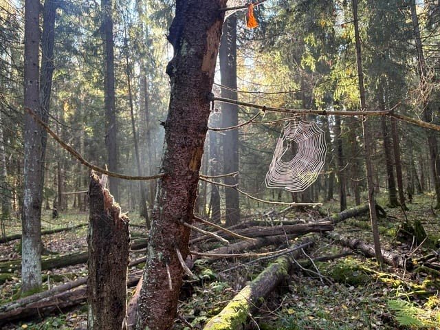 🌞 A spider's web glistening in the sunlight within a serene forest.