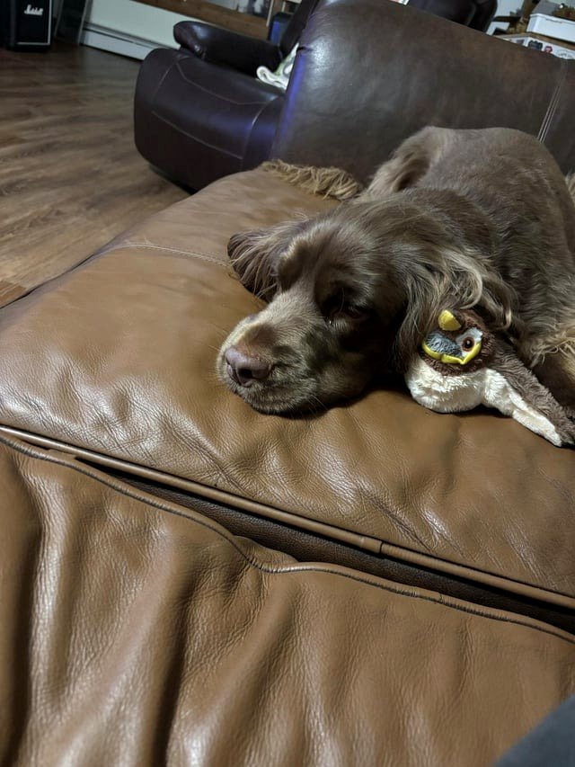 Mr. Cadbury received a new stuffed animal companion from the cat room.