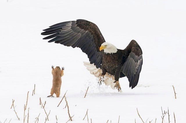 🔥A prairie dog begging a bald eagle. (Reposting due to a spelling mistake, apologies to all.)