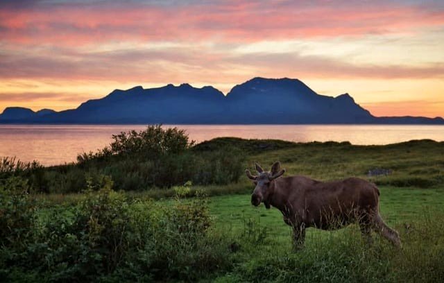 The charm of Lofoten: towering peaks, profound fjords, and the forest's monarch, captured in a single image.