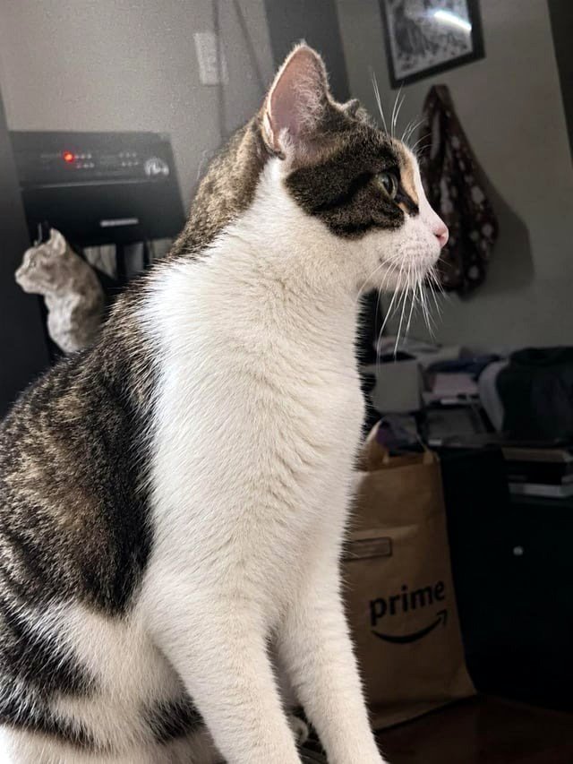 Introducing Wheezy