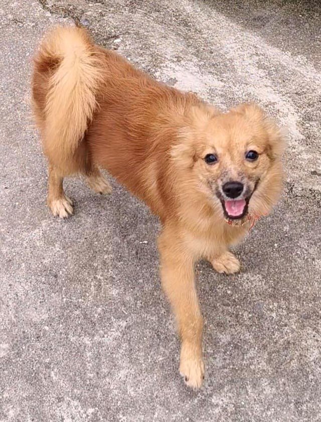 Tiny local friend stops by daily for treats and fun with Bruno