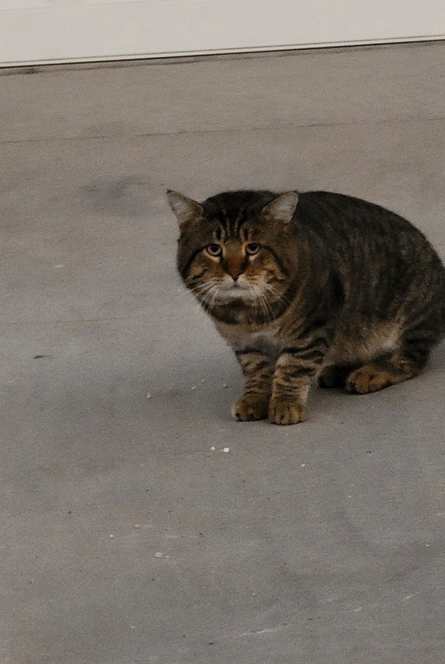 about a feral cat