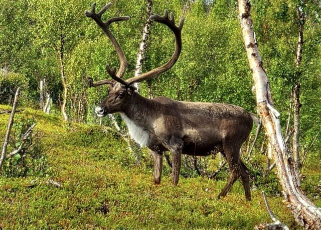 🔥 This segment of a bull reindeer