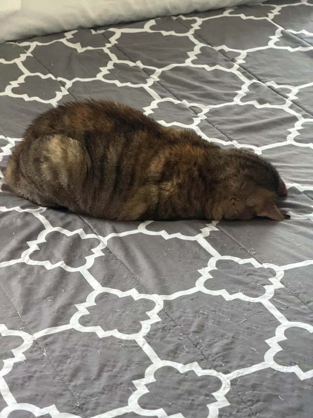 Slumbering beauty