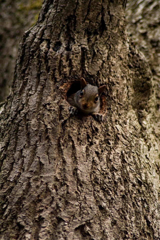 Beginner in wildlife photography - Squirrel