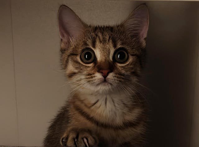 Introducing my first cat: Masha