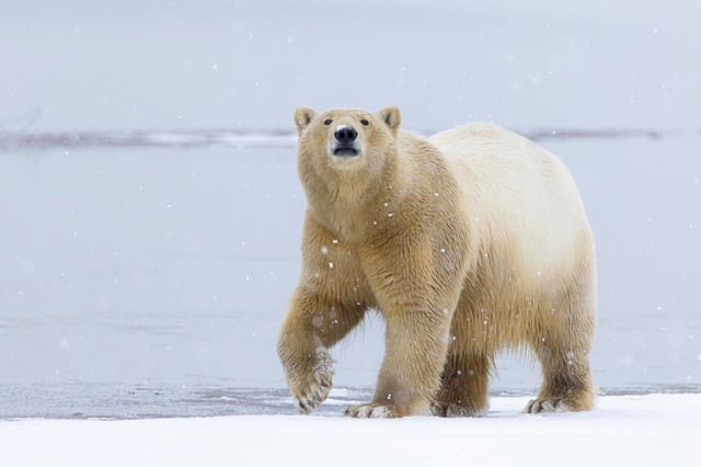 Kaktovik, Alaska. Polar Bear