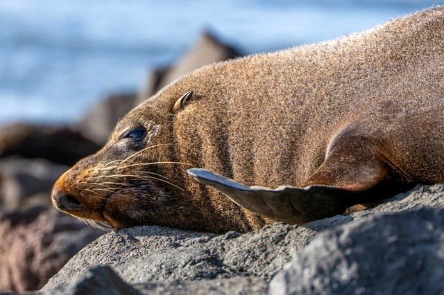 New Zealand Sea Lion