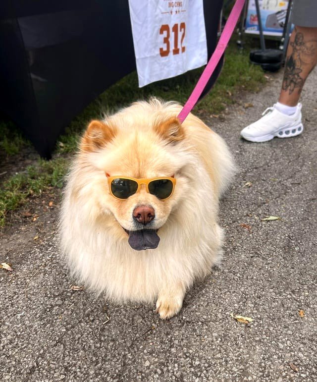 This awesome dog at a Chicago farmer’s market