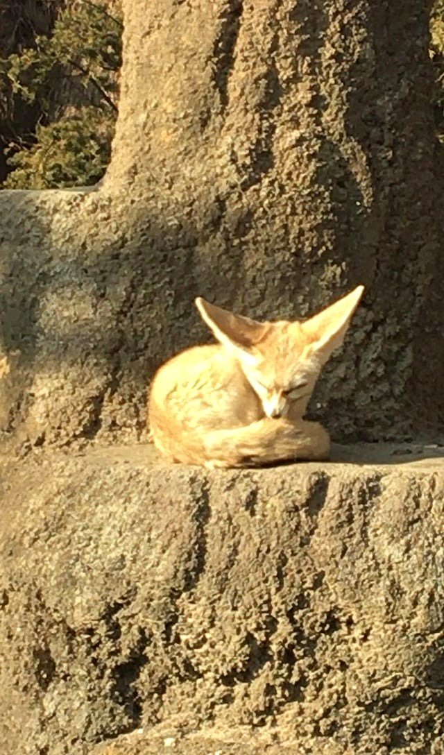 Check out this cuddly baby fox.