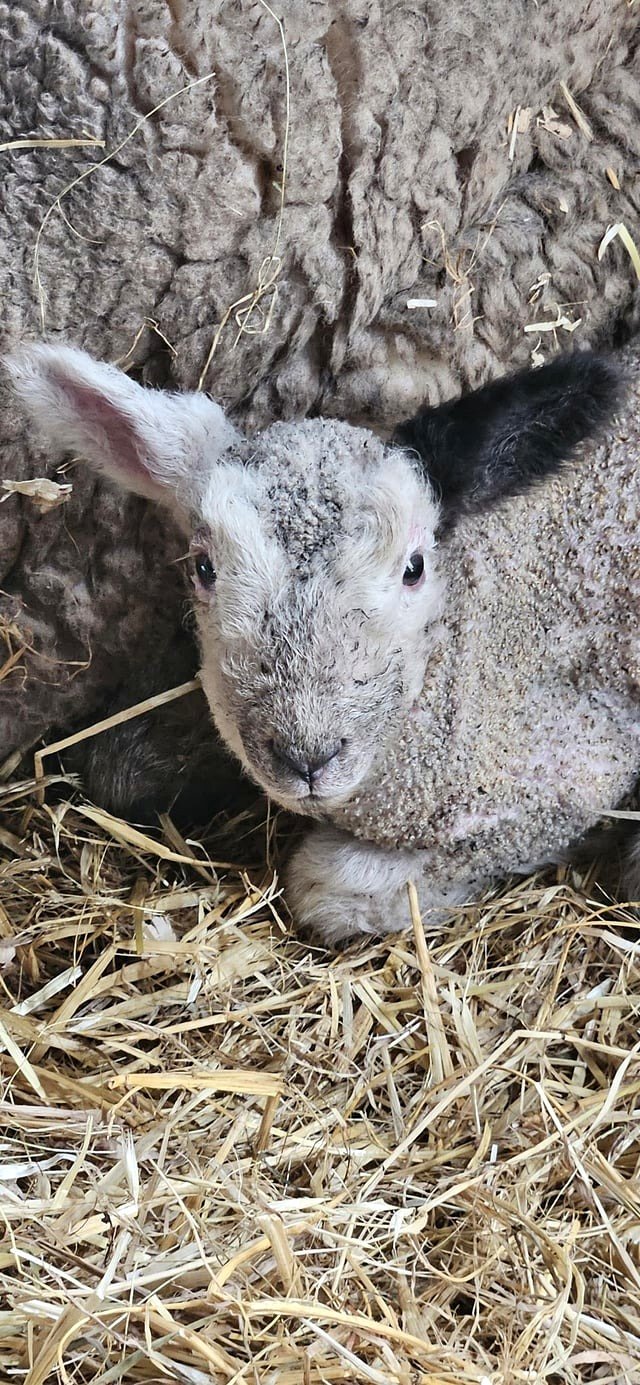 Young lamb featuring a single black ear
