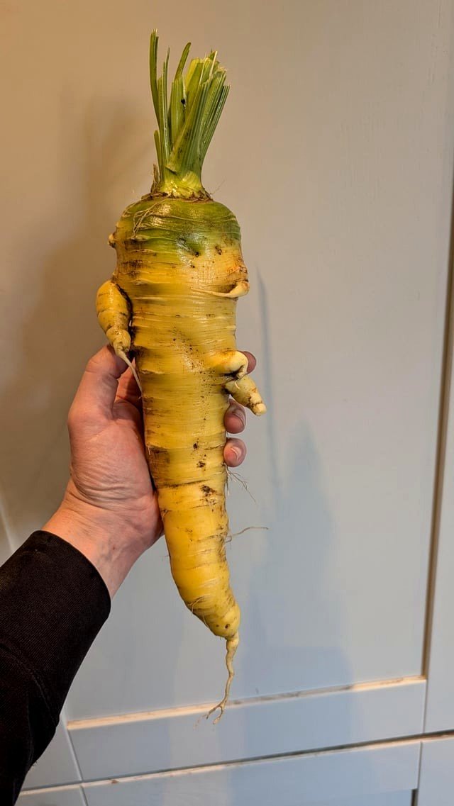 regarding a carrot