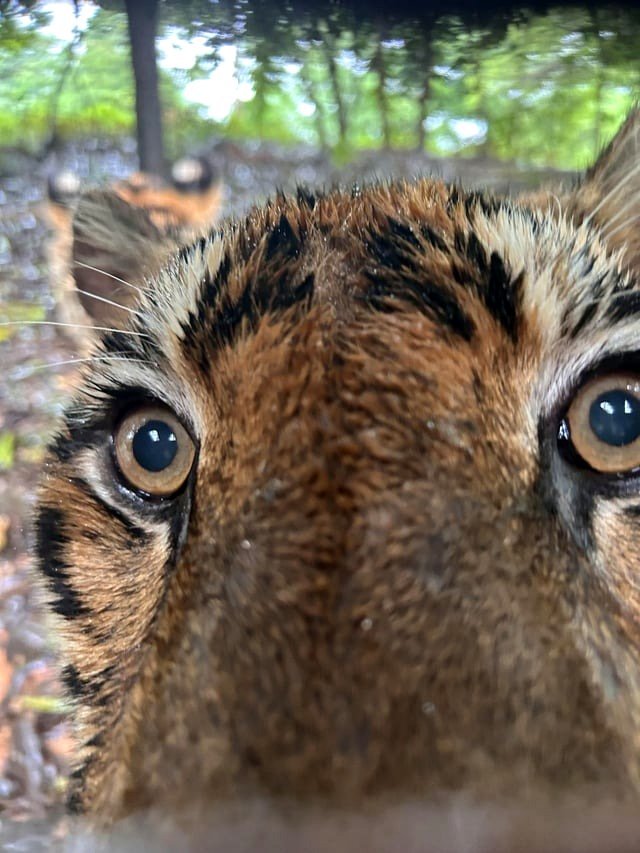Close Encounter with a Tiger