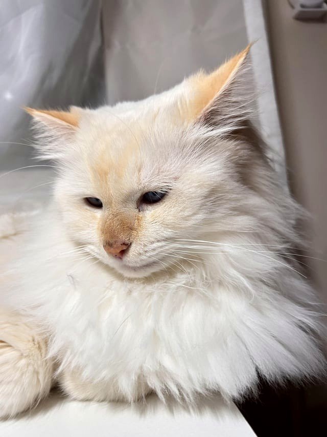 What a magnificent being