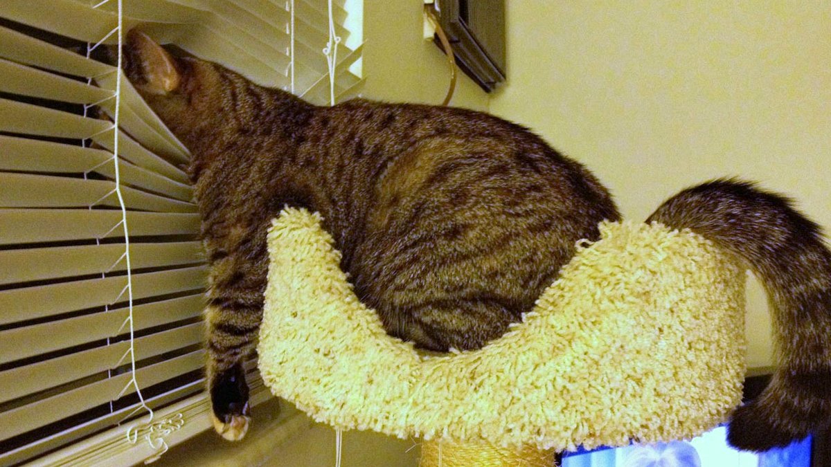 77 Baffling "Cats Out Of Context" Images That Become Funnier the More You Stare