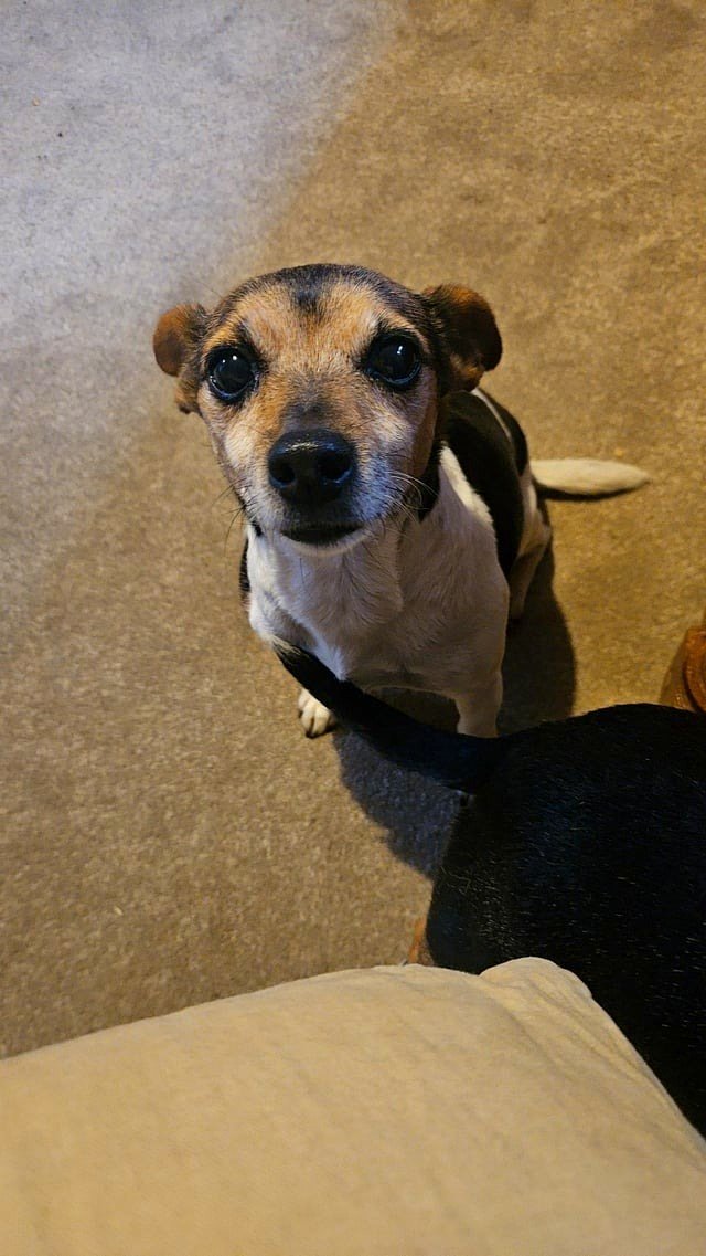 I love my partner's dogs.
