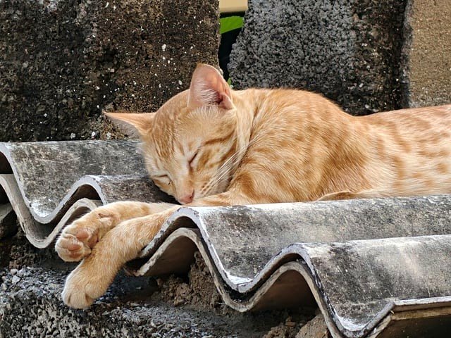 Rooftop Proprietor