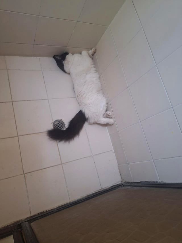 It was such a hot day that he chose to sleep in the shower.