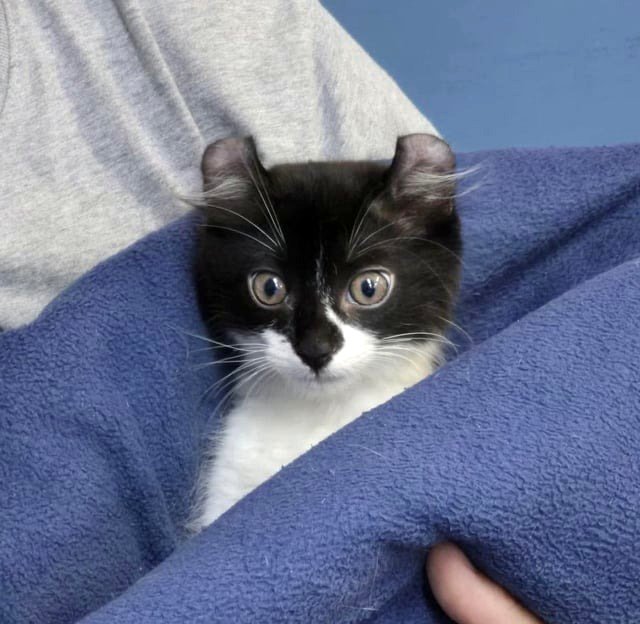 Adorable new kitten at our shelter. We all exclaimed aww…❤️❤️❤️